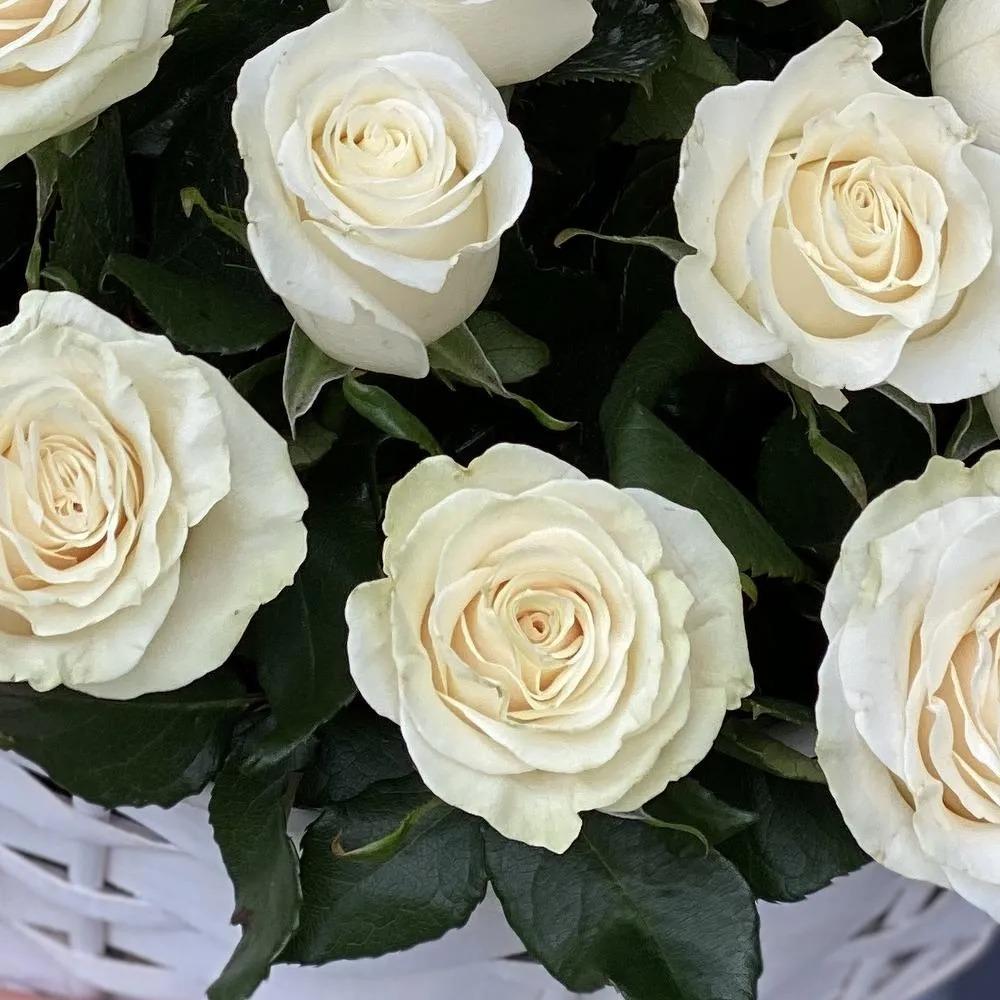 Корзина из 65 белых роз