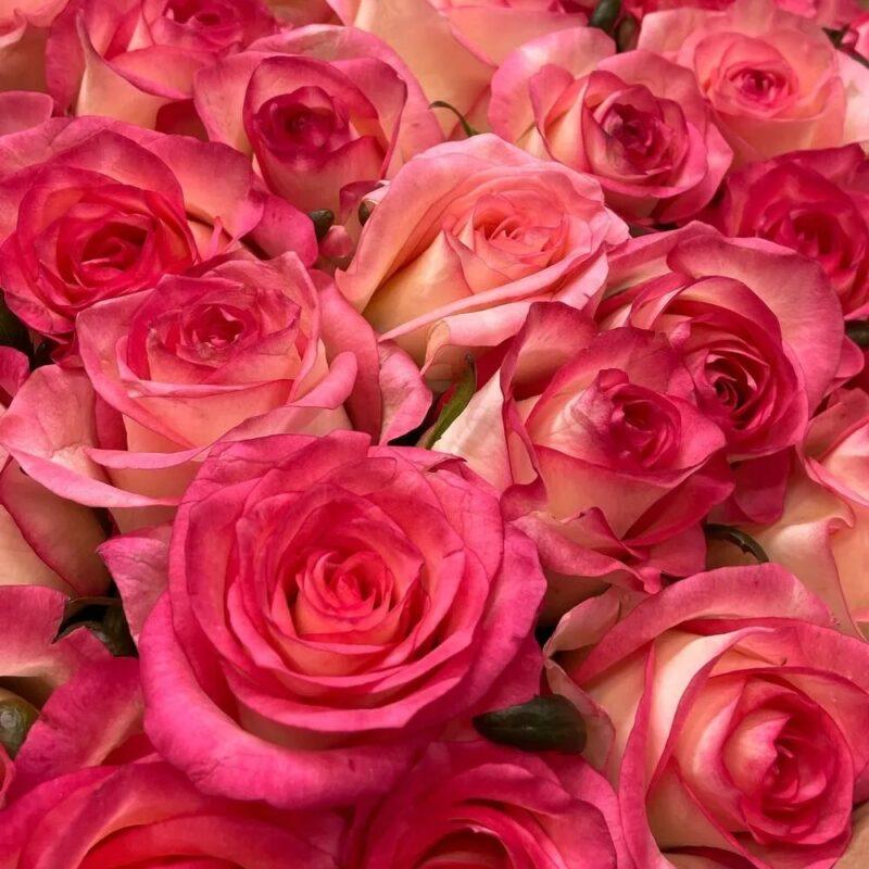 Букет из 51 розы Джумилия (70см)