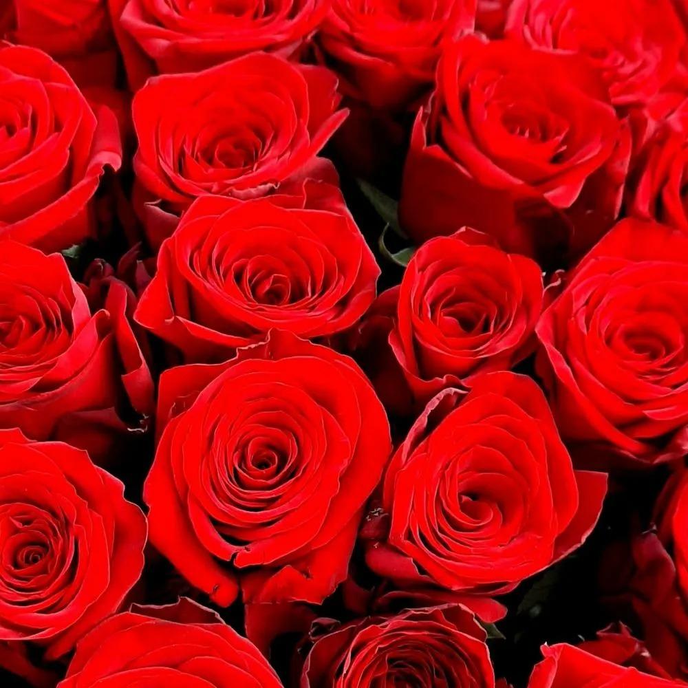 Букет из 31 розы Ред Наоми
