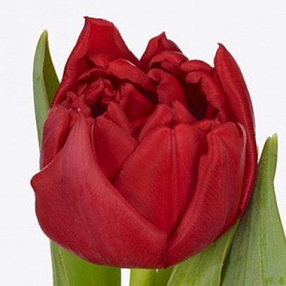 Тюльпан Пионовидный Красный