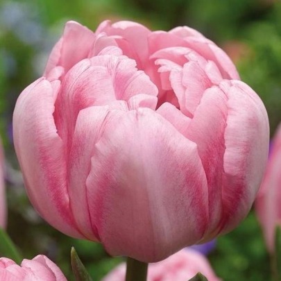 Тюльпан Пионовидный Розовый