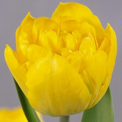 Тюльпан Пионовидный Желтый