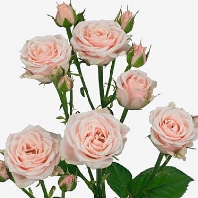 Роза Кустовая Нежно-Розовая